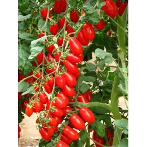 Коллина F1 - томат индетерминантный, 250 семян, Esasem Италия фото, цена